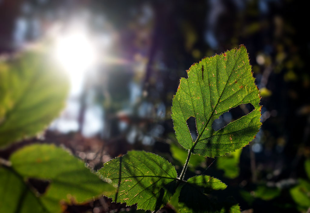 4711 blatt-SAM_0613-1-Kopie.jpg